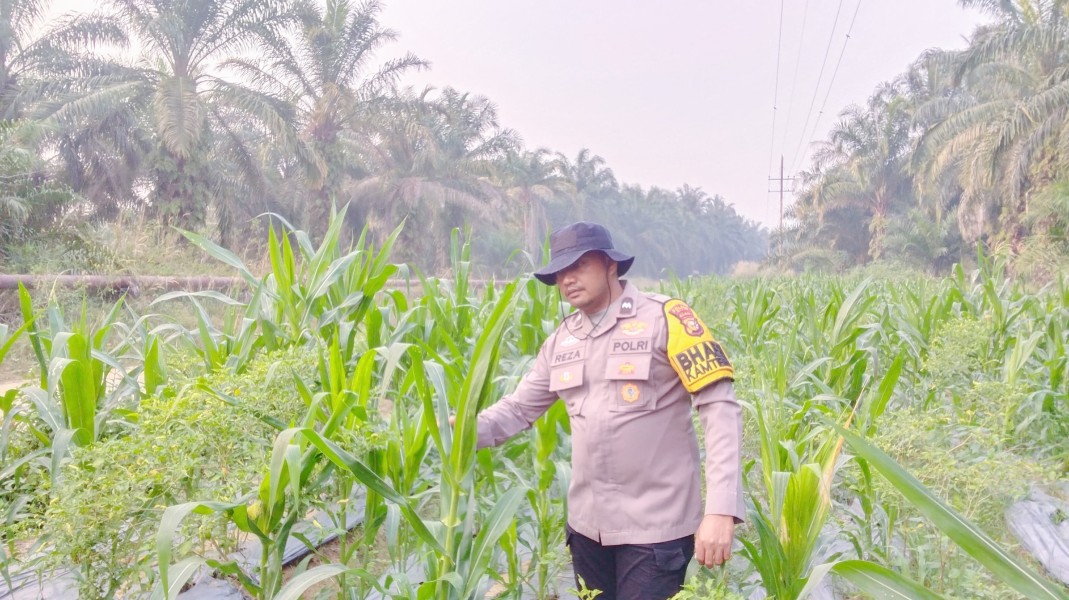 Polsek Minas Cek Perkembangan Jagung Pipil Warga di Minas Timur, Tanaman Tumbuh Baik
