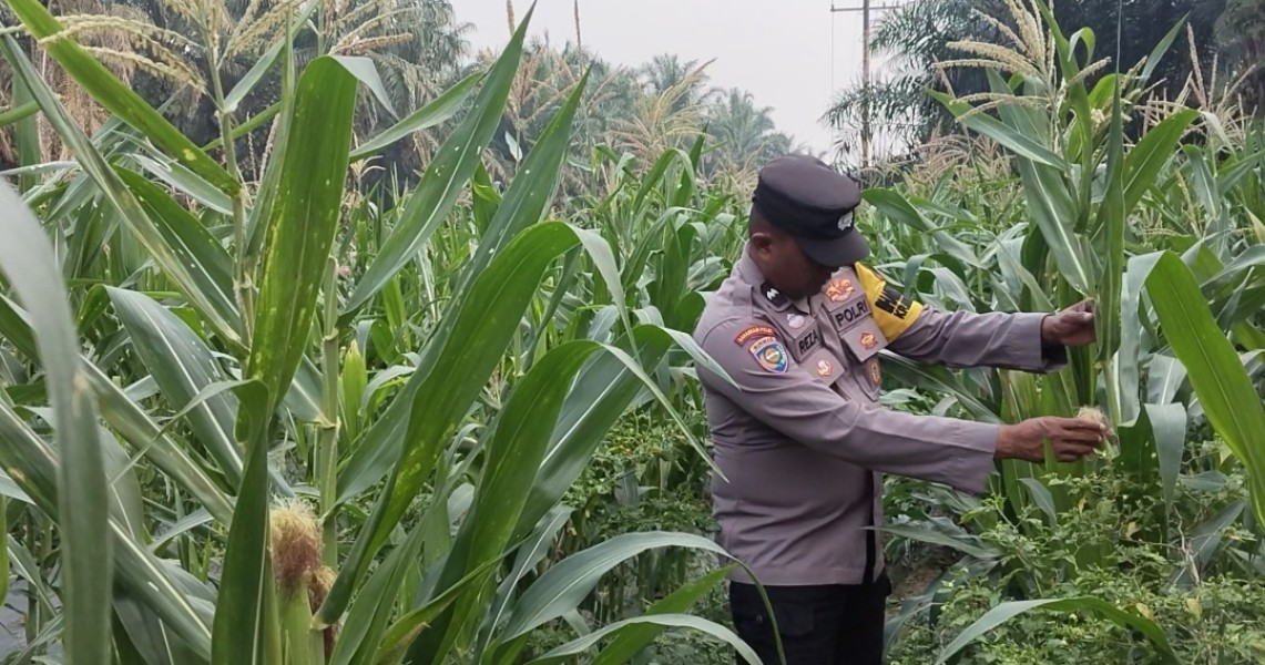 Bhabinkamtibmas Minas Timur Cek Perkembangan Jagung Pipil Usia 76 Hari