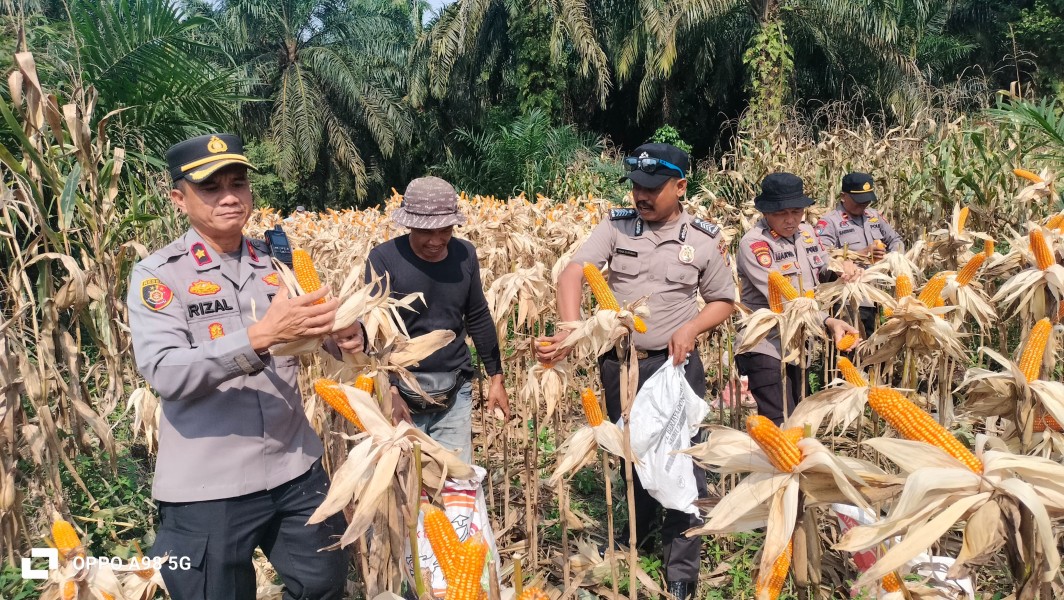 Dukung Program Ketahanan Pangan Presiden, Polsek Minas Panen Jagung Pipil Kuartal II