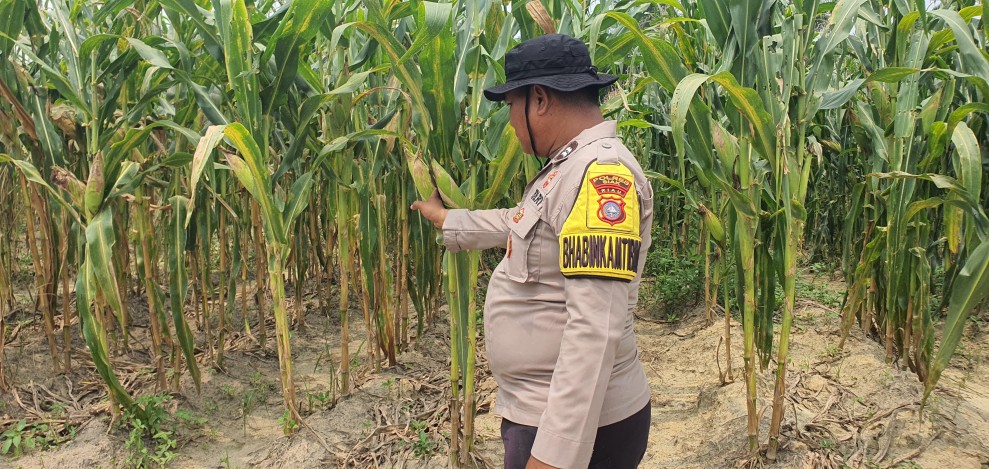 Bhabinkamtibma Polsek Minas Tinjau Jagung Usia 82 Hari di Rantau Bertuah, Persiapan Pra Panen Dimulai