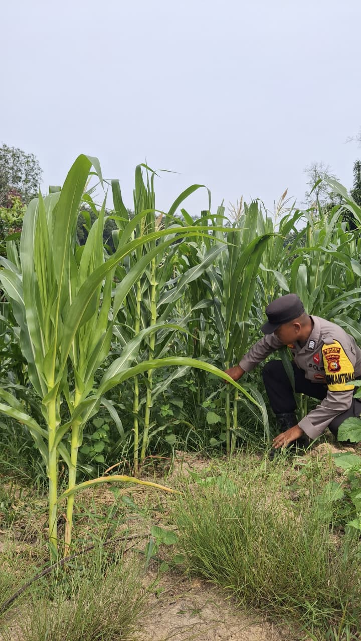 Polsek Minas Pantau Budidaya Jagung Pipil di Rantau Bertuah Terus Menunjukkan Perkembangan Positif