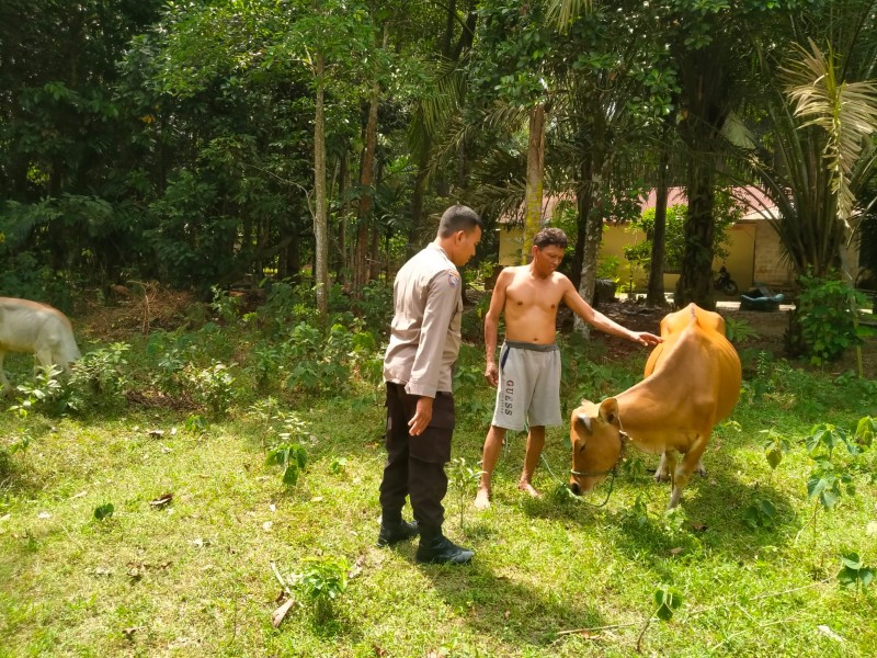 Bhabinkamtibmas Polsek Pasir Penyu Tinjau Peternakan Sapi dan Pemanfaatan Pekarangan Warga untuk Dukung Ketahanan Pangan