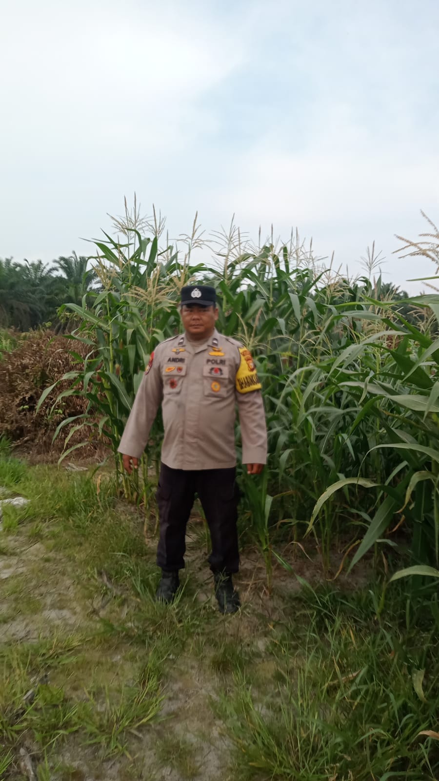 Polsek Minas Cek Perkembangan Jagung Pipil Usia 69 Hari di Mandiangin, Terkendala Hama Monyet