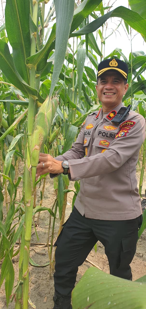 Separuh Tanaman Diserang Monyet, Bhabinkamtibmas Polsek Minas Pantau Jagung Ketahanan Pangan Nasional di Minas Jaya