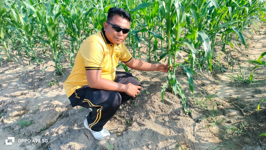 Bhabinkamtibmas Polsek Minas Pantau Perkembangan Jagung Program Ketahanan Pangan, Tanaman Usia 32 Hari Tumbuh Baik
