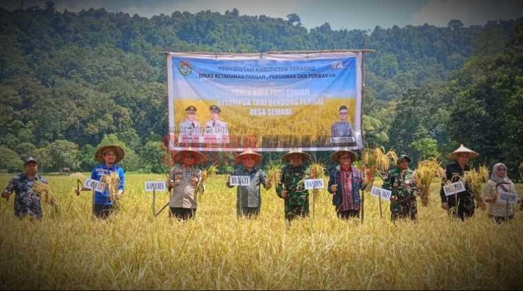 Bupati Sekadau Aron Panen Raya Padi Umur Genjah di Desa Semabi