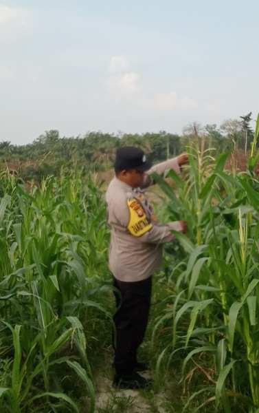 Usia 74 Hari, Jagung Pipil di Mandiangin Tumbuh Hingga 125 Cm, Terkendala Hama Monyet