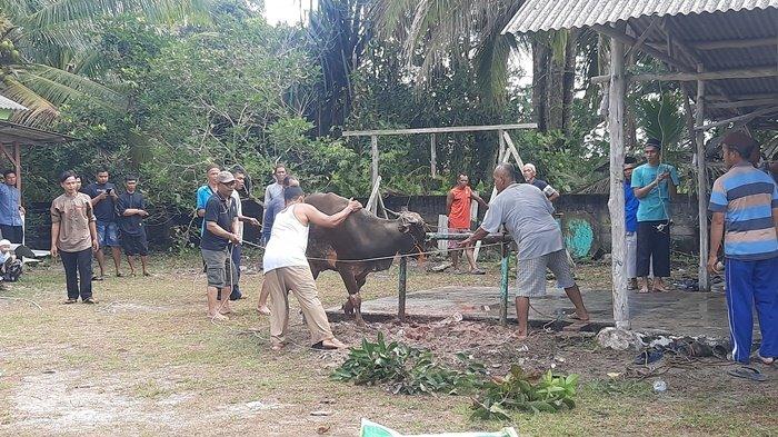 Warga Dusun Perumnas Desa Sekarbiru Bangka Barat Sembelih 6 Hewan Kurban