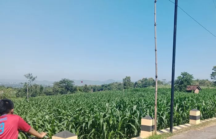 Pertanian Jagung dan Padi Jadi Potensi Unggulan Desa Dono, Sendang