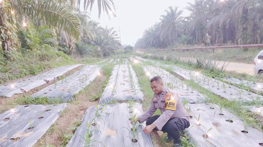 Polsek Minas Pantau Perkembangan Jagung Program Ketahanan Pangan Nasional, Tanaman Capai Usia 95 Hari