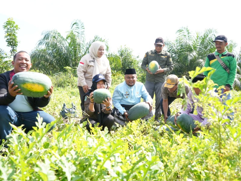Bumkam Kota Ringin Panen 30 Ton Semangka, Jadi Model Ketahanan Pangan Siak
