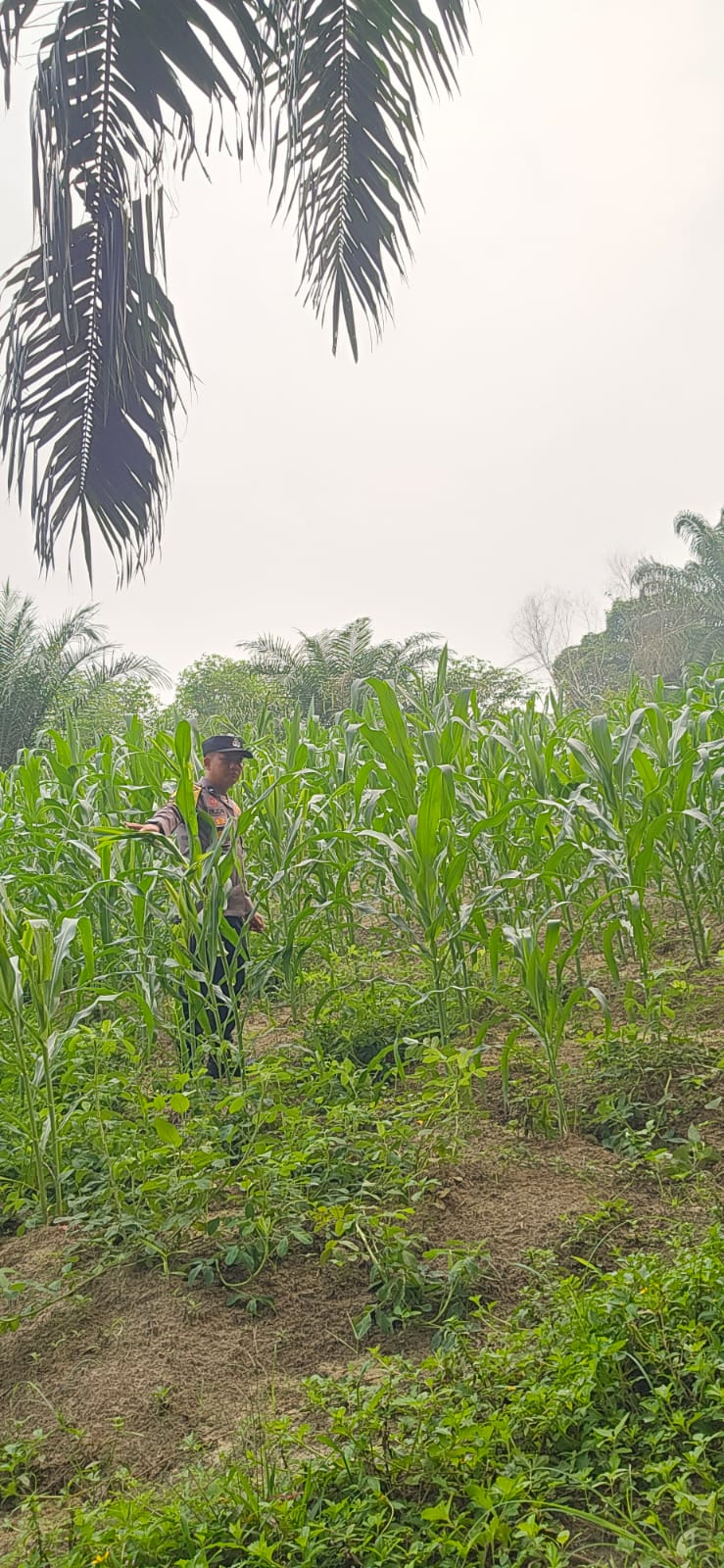 Polsek Minas Pantau Pertumbuhan Jagung Pipil Usia 55 Hari di Minas Barat