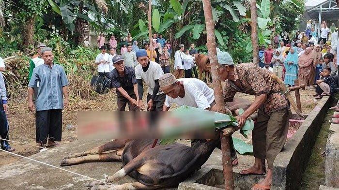 Warga Desa Pangkal Buluh Sembelih 20 Hewan Kurban, Semua Dipastikan Bebas Penyakit