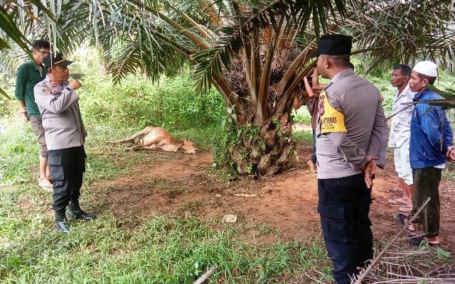 Harimau Mangsa Sapi Warga di Desa Panton Rayeuk