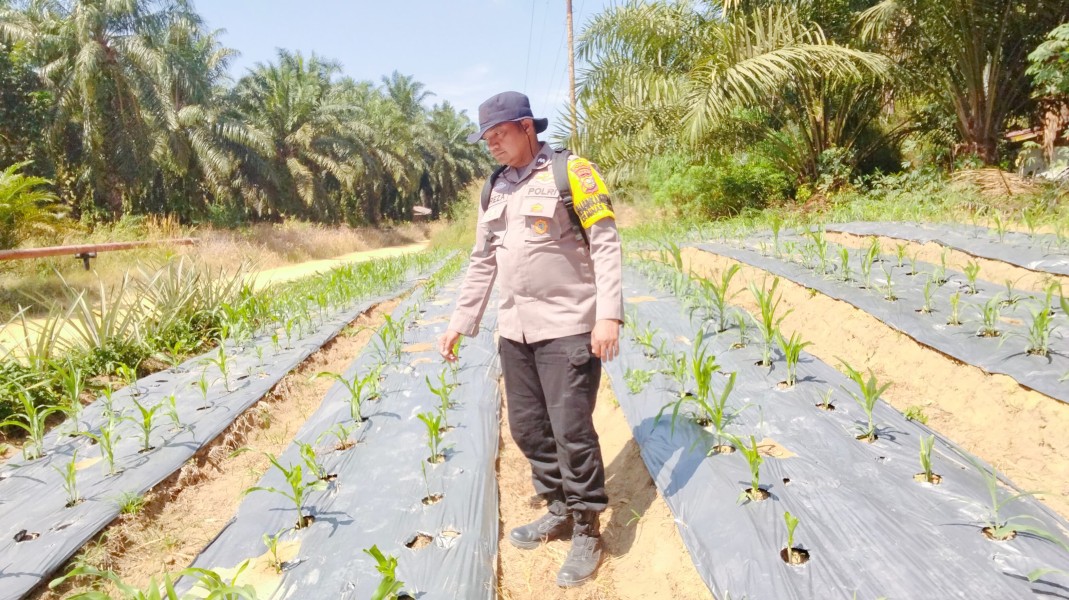 Bhabinkamtibmas Polsek Minas Pantau Pertumbuhan Jagung Program Ketahanan Pangan di Minas Timur